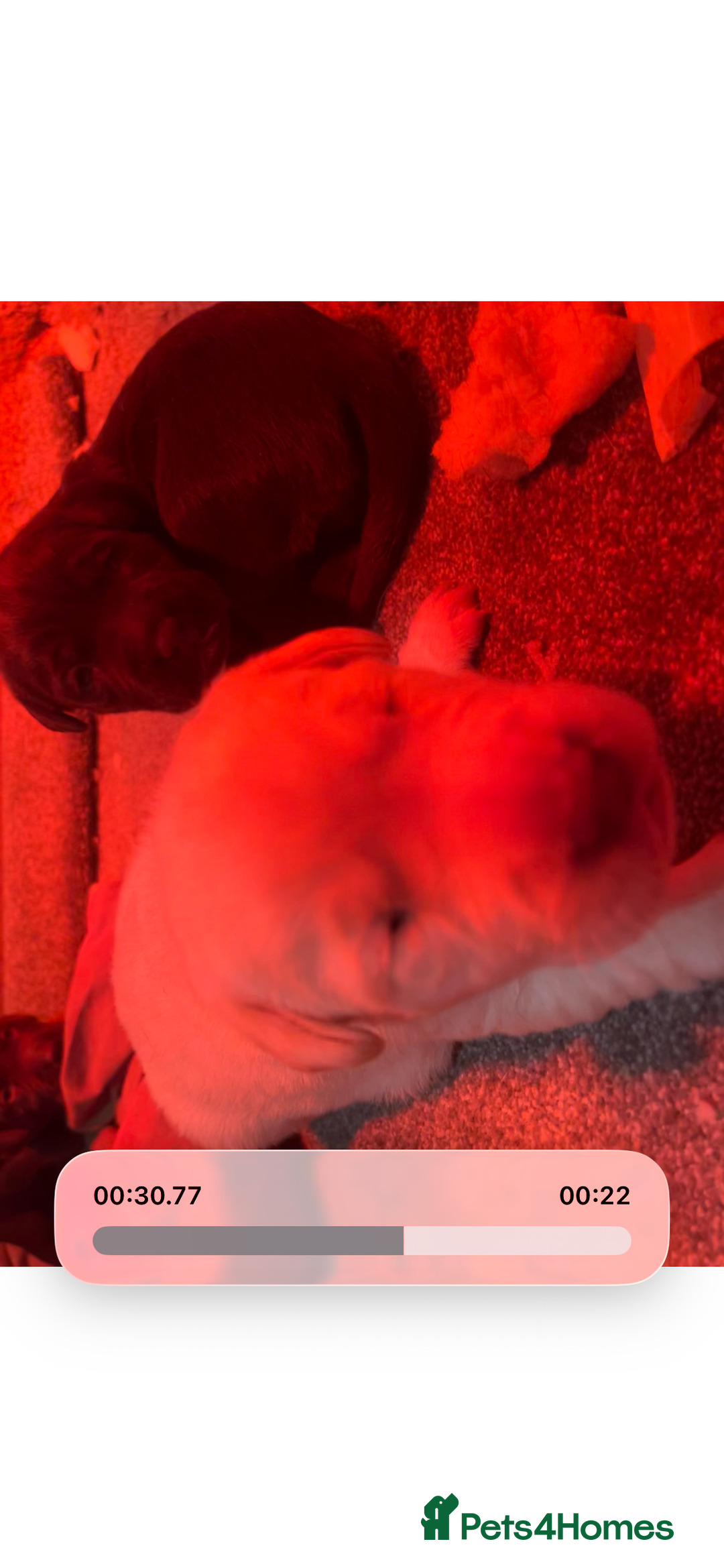 Labrador Retriever dogs for sale: 🌟 Fully vaccinated Chunky pedigree Labradors 🌟  - Advert 31