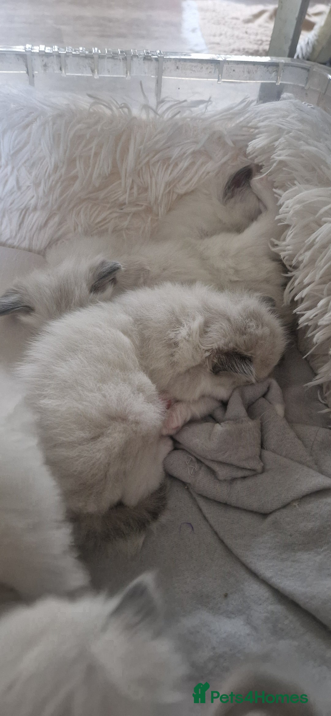 Ragdoll cats for sale: Pure Bred Ragdolls - Advert 15