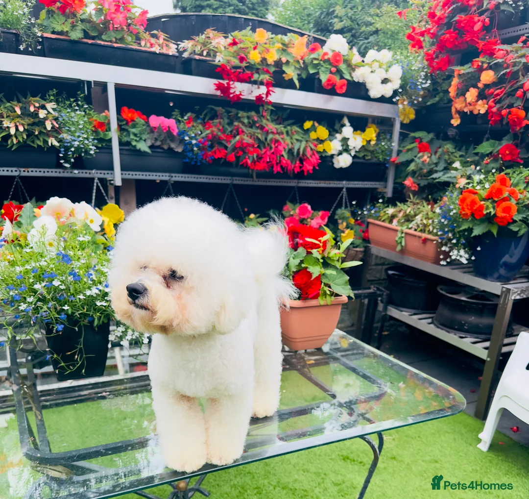 Bichon Frise dogs for stud: Bichon frise for stud - Advert 4