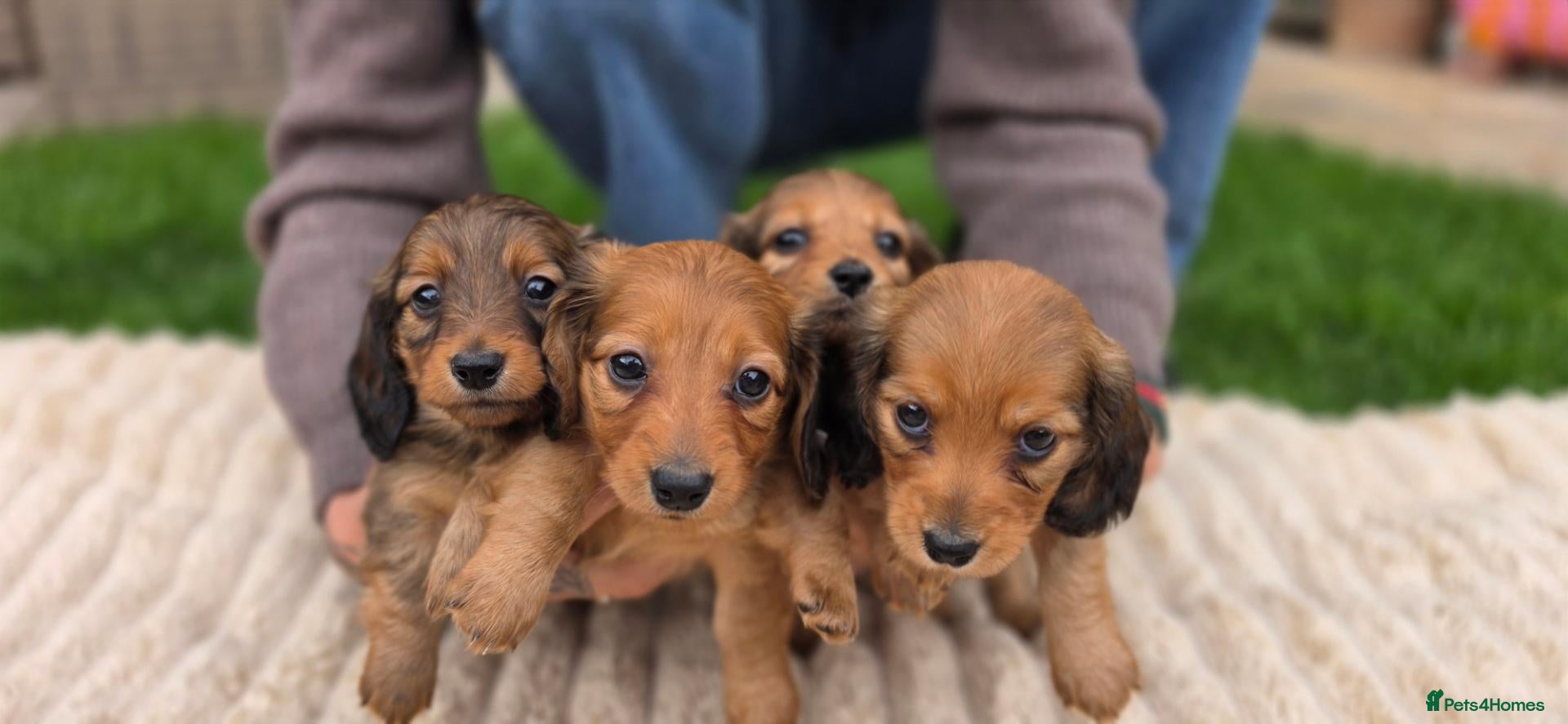 Miniature Dachshund dogs Miniature longhaired dachshund shaded cream girls - Advert 1