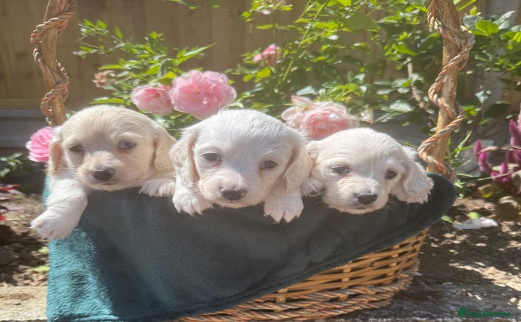 Miniature Dachshund dogs - Advert 4