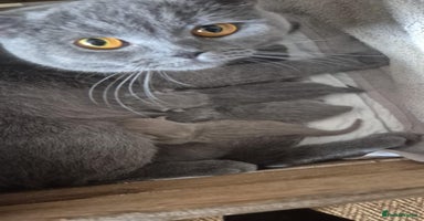 British Shorthair cats - Advert 9