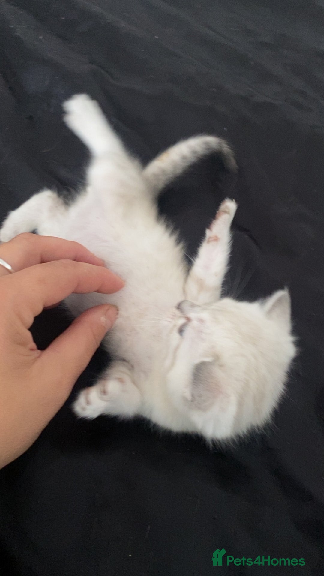 Scottish Fold cats for sale: Stunning Scottish fold kittens  - Image 6