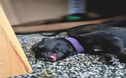 Belgian Shepherd Dog dogs for sale: Belgian Malinois puppies - Image 5