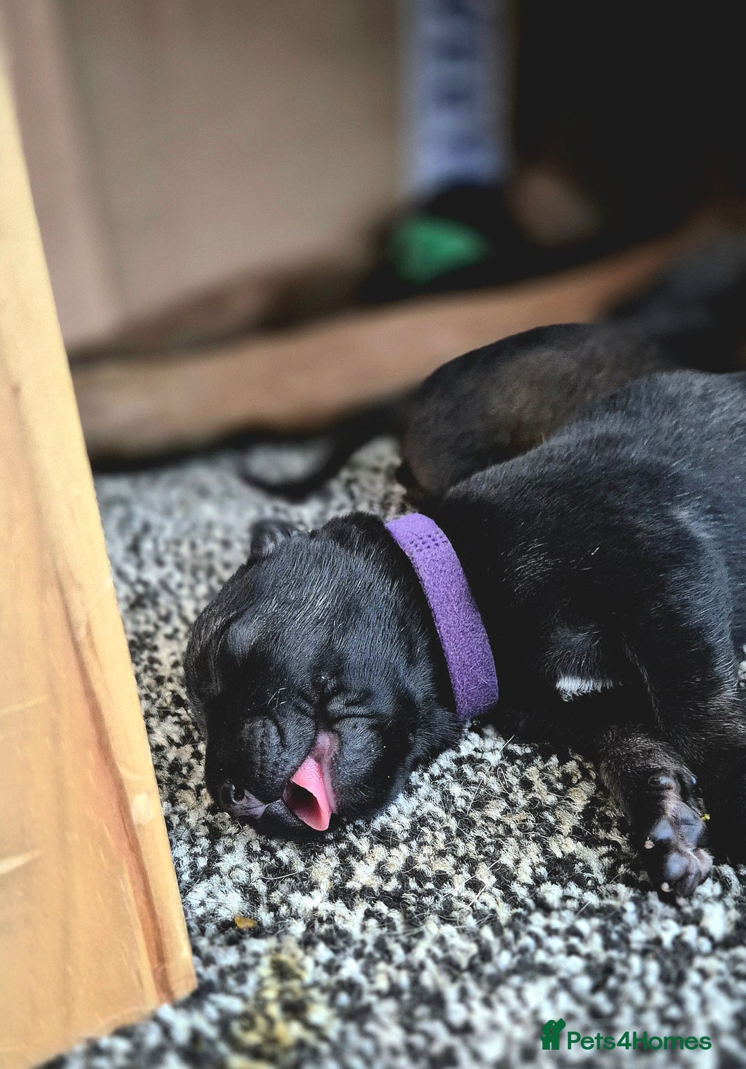 Belgian Shepherd Dog dogs for sale: Belgian Malinois puppies - Image 5