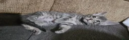 Mixed Breed cats for sale: Adorable Grey kittens for sale  - Advert 16