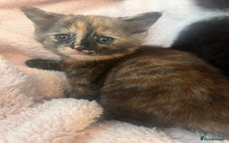 Mixed Breed cats for sale: 2 kittens  - Image 5