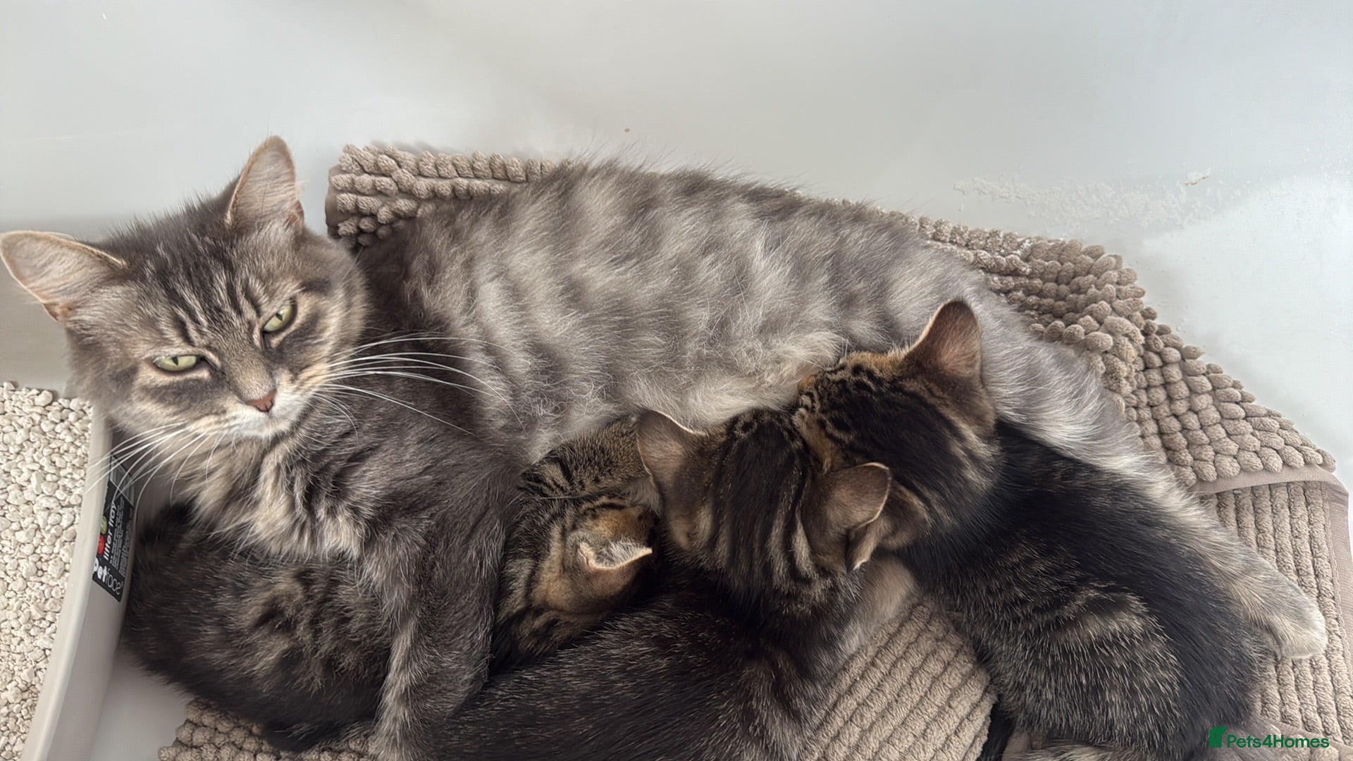 Mixed Breed cats Kittens - Advert 2