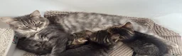 Mixed Breed cats for sale: Kittens - Advert 1