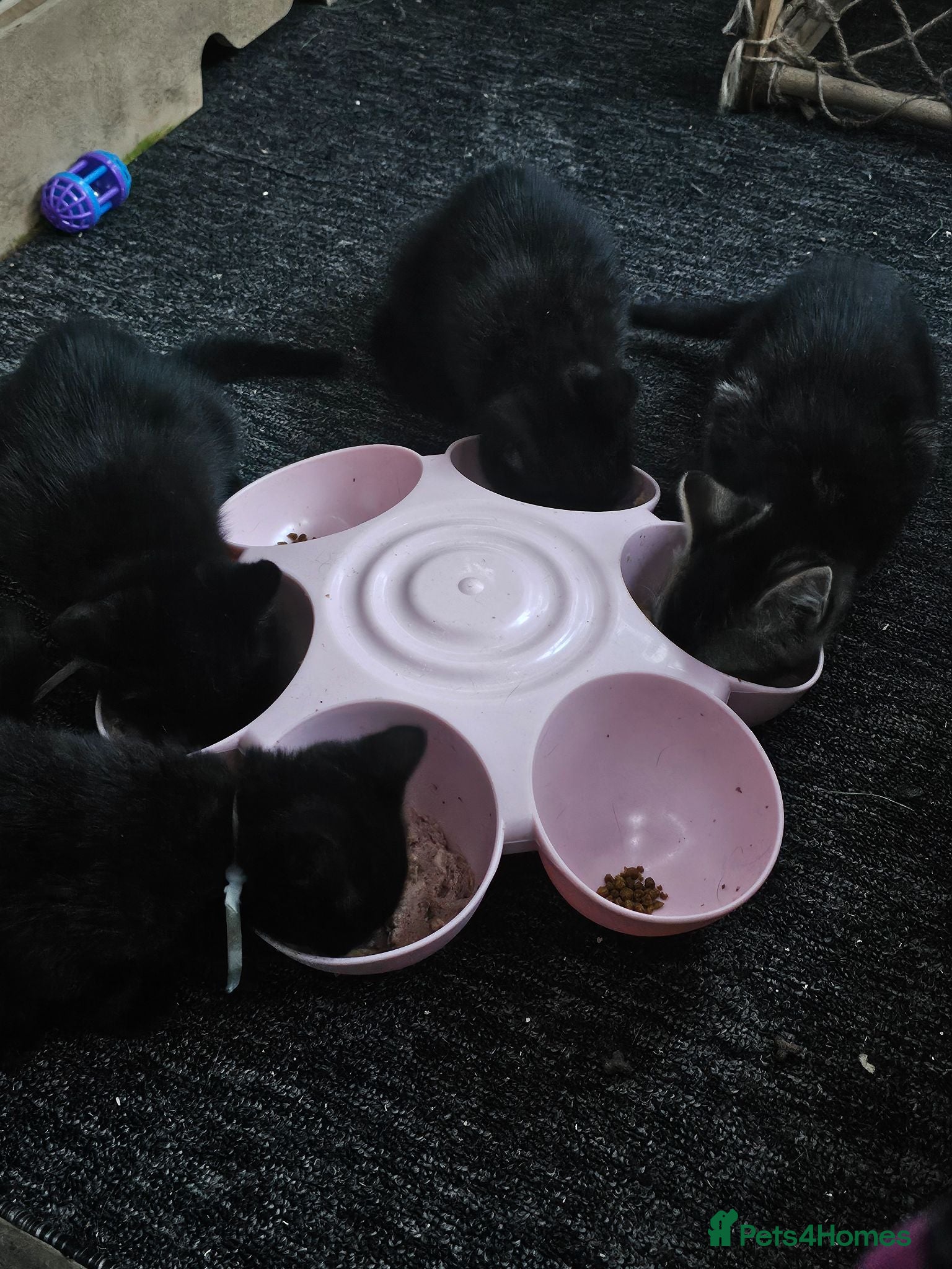 Mixed Breed cats Female kittens available  - Advert 1