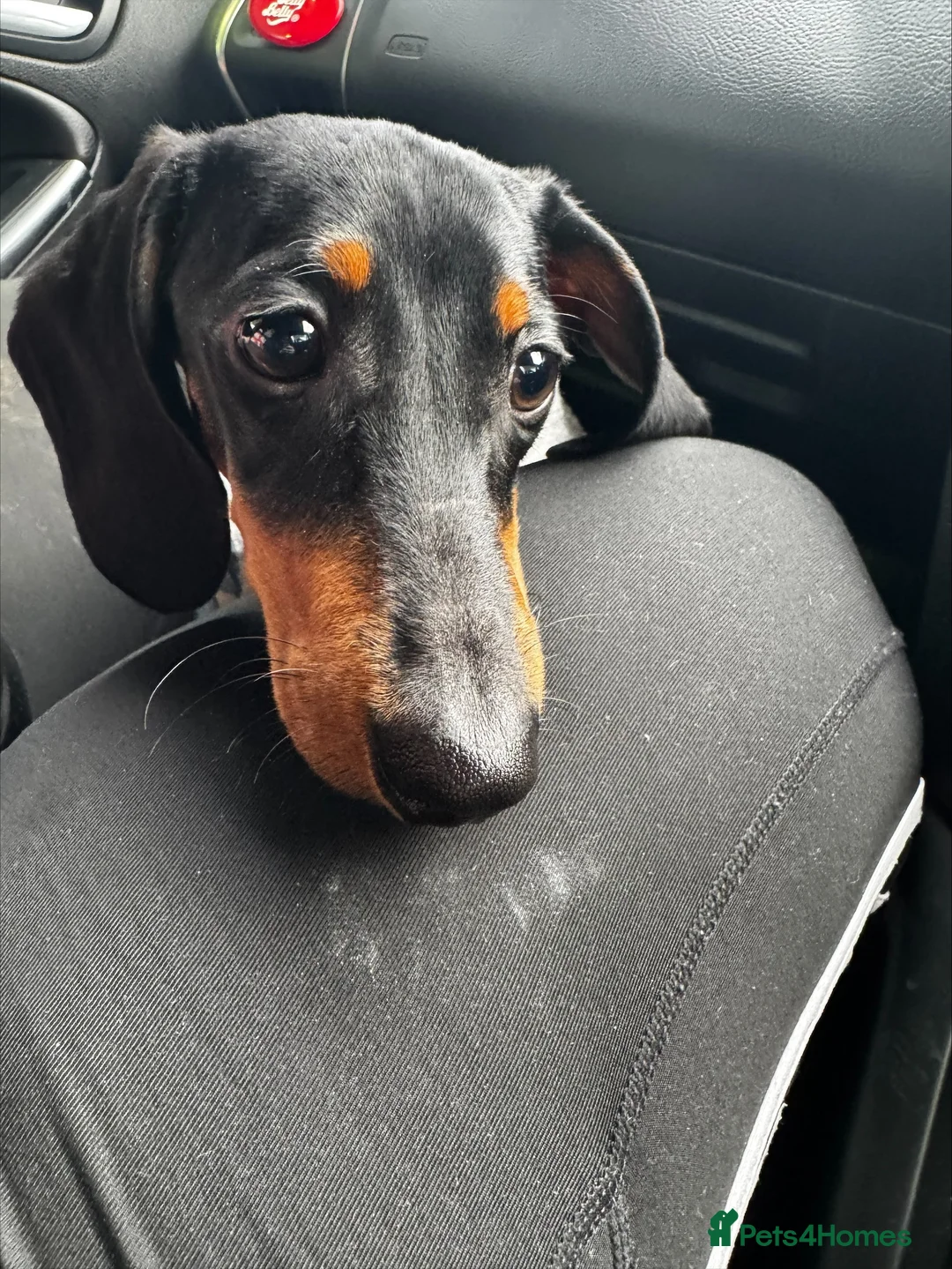Dachshund dogs for sale: dachshund- male - 7 month old in North Shields - Advert 1