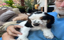 Cocker Spaniel dogs for sale: Show Cocker Spaniels2 - Image 4
