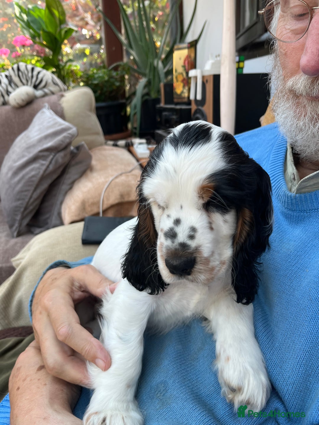 Cocker Spaniel dogs for sale: Show Cocker Spaniels2 - Image 4