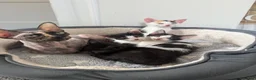 Sphynx cats for sale: 3 kittens that are looking for a home  - Advert 2