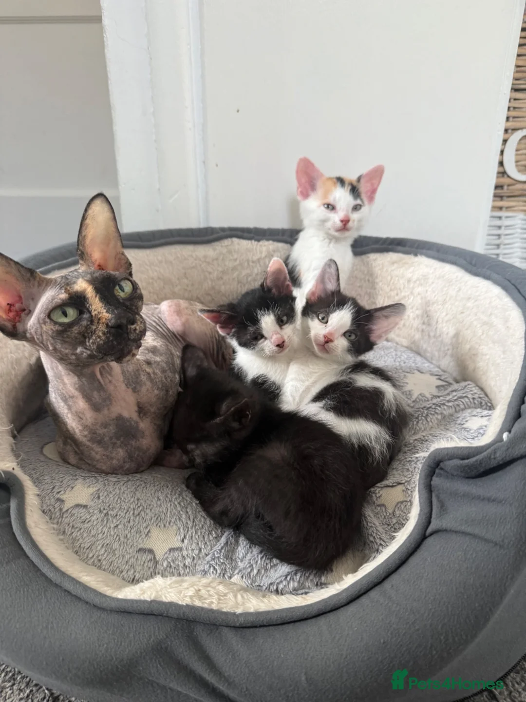 Sphynx cats for sale: 3 kittens that are looking for a home  - Advert 2