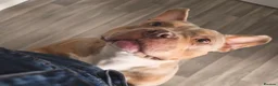 American Bully dogs for sale: Pocket Bully looking for loving home - Advert 8