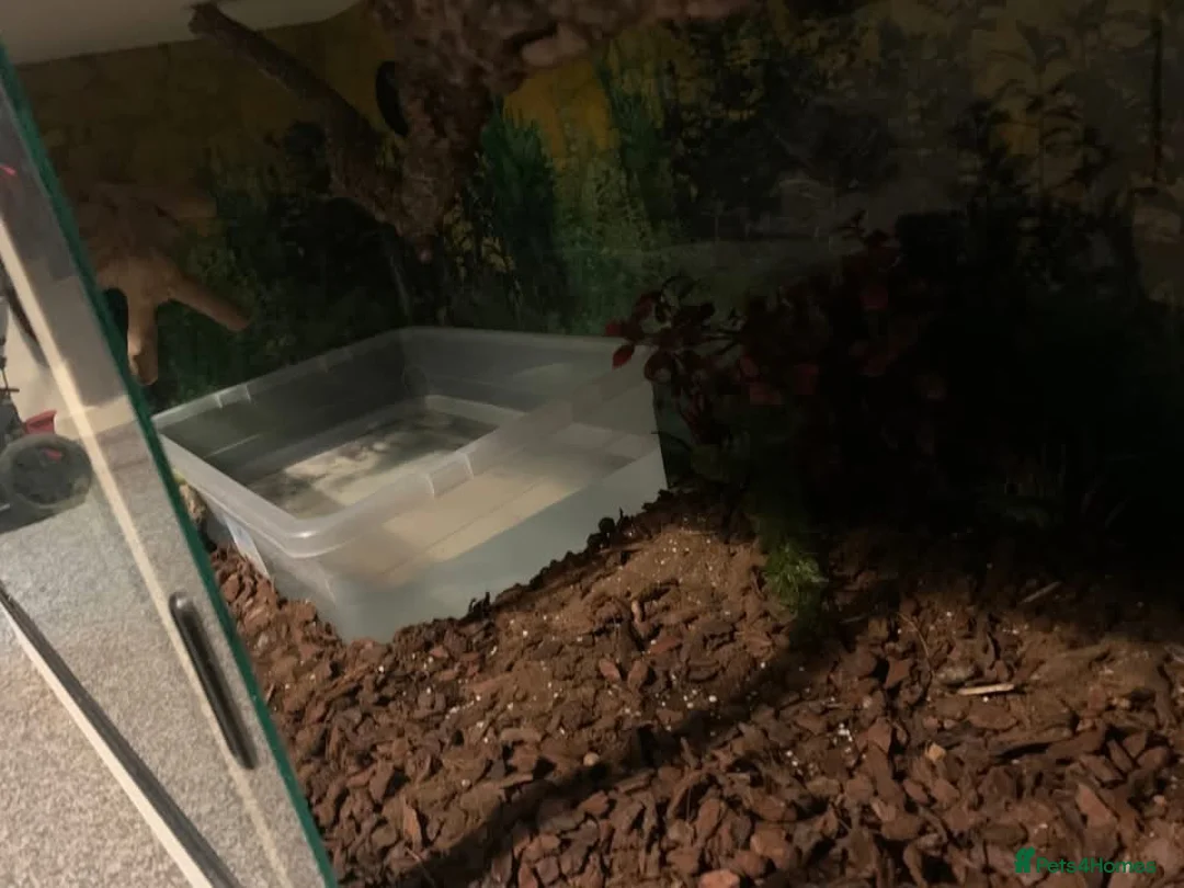 Boa Snake reptiles for sale: Boa Constrictor Snake in Southam - Advert 3