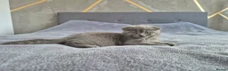 Mixed Breed cats for sale: British Shorthair cross Scottish  - Advert 6