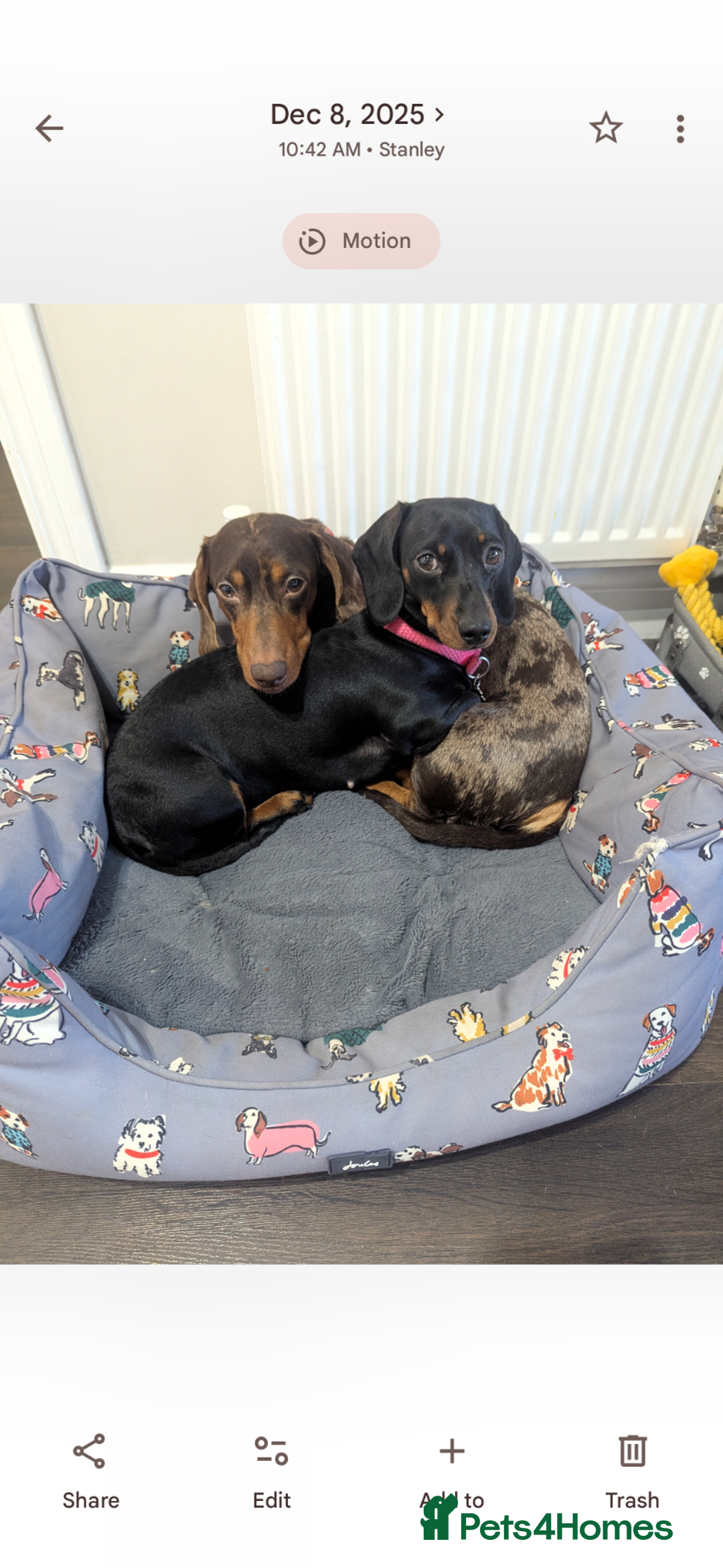 Dachshund dogs for sale: Tweenies Dachshunds 3 dogs 1 bitch - Advert 8