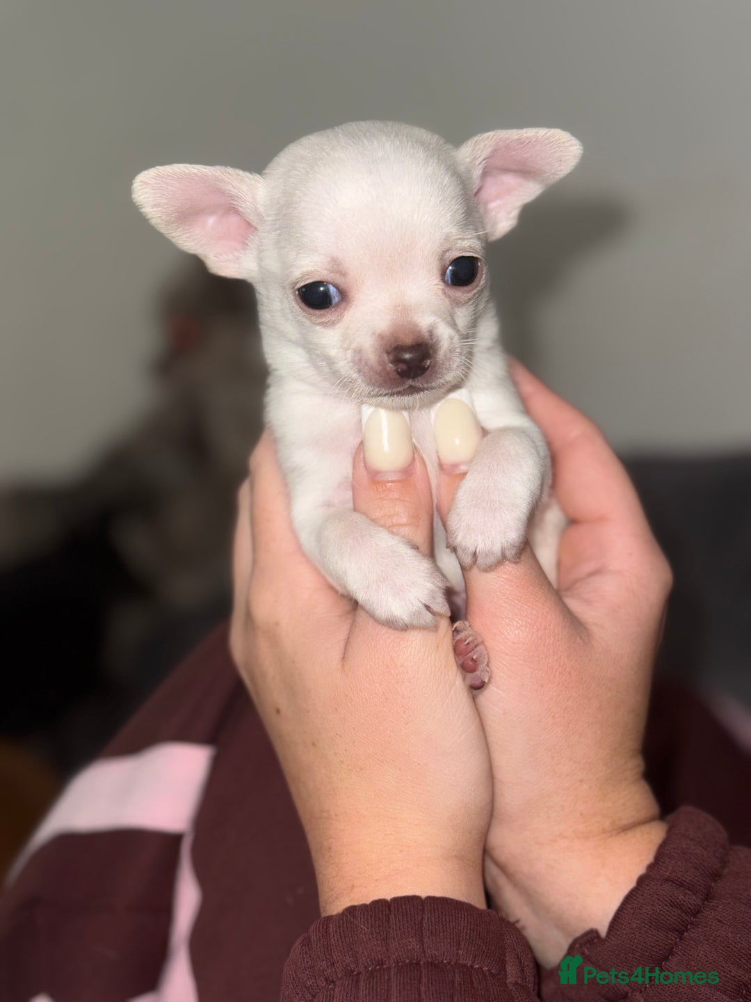 Chihuahua dogs for sale: Chihuahua puppies! - Advert 5