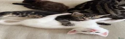 Domestic Shorthair cats for sale: Male Kittens Ready In TWO WEEKS - Advert 5