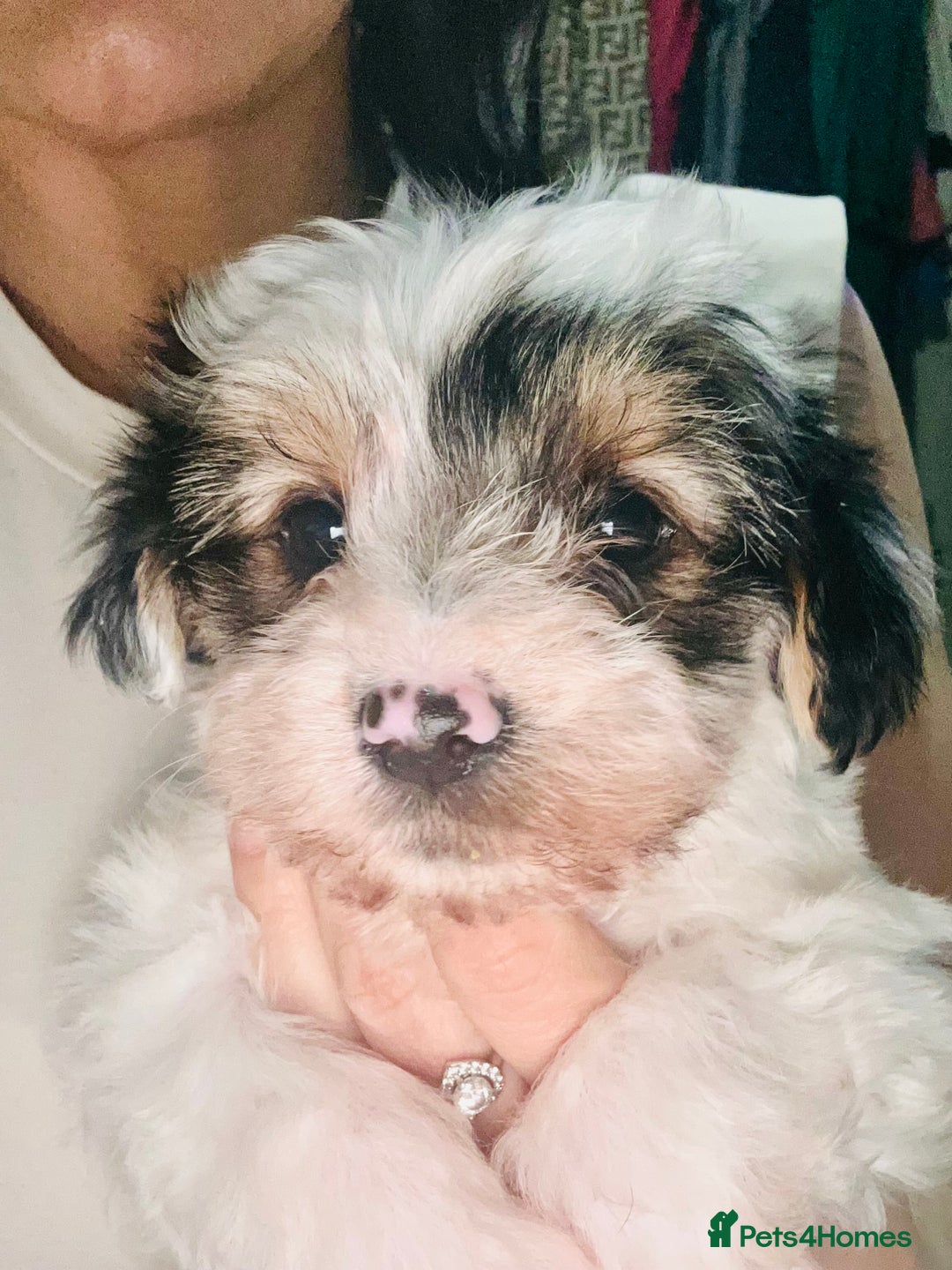 Biewer Terrier dogs for sale: Biewer terrier pups  - Image 5