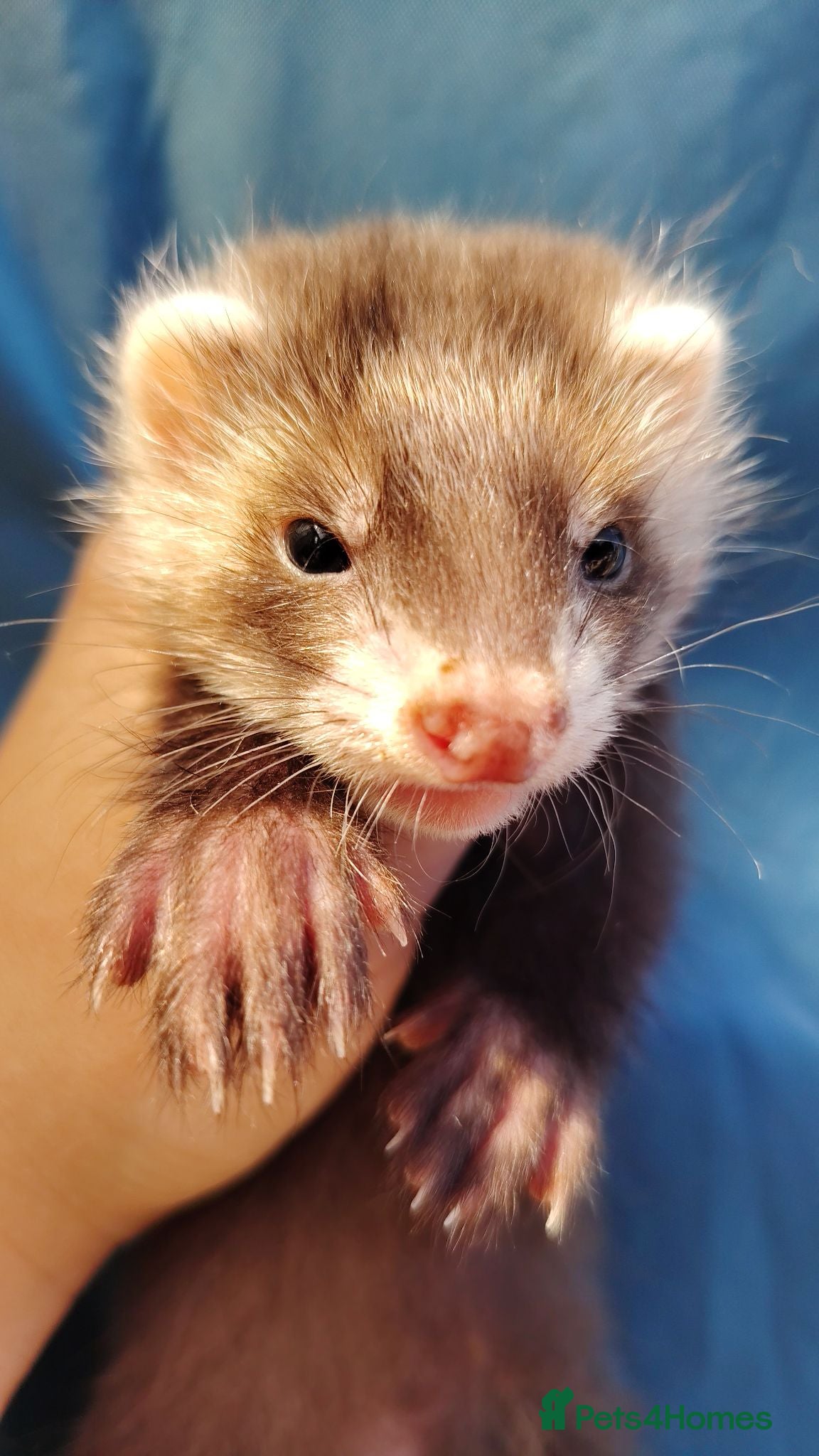 Ferret rodents Angora ferret kits Ready Now - Advert 1