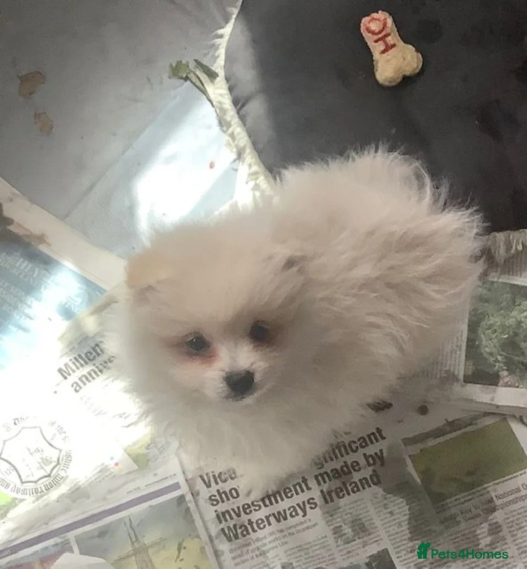 German Spitz dogs for sale: DELIGHFUL REGISTERED KLEIN DOG PUPPIES - Advert 3