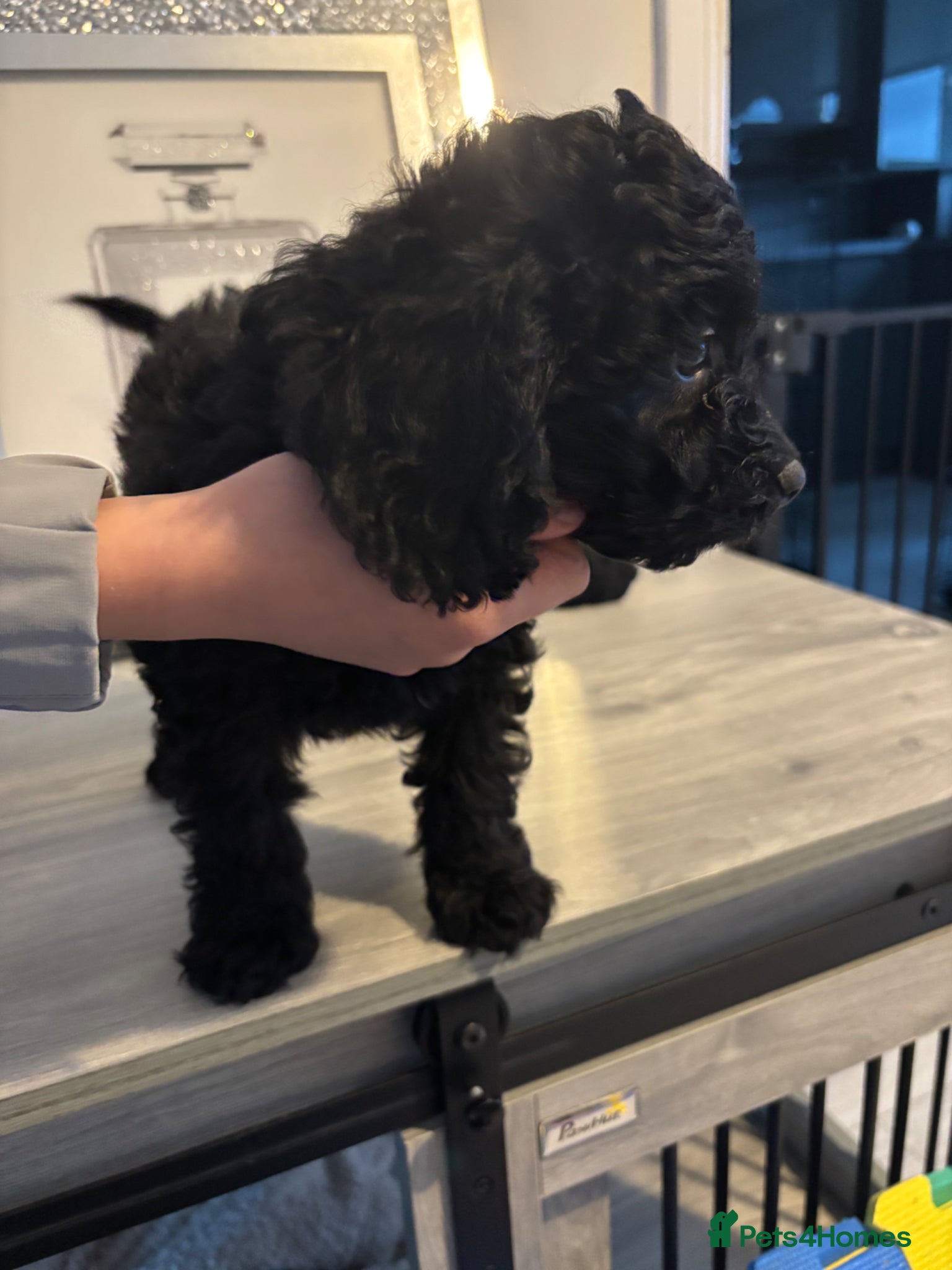 Labradoodle dogs Miniature labradoodles F1B for sale PHANTOM - Advert 5