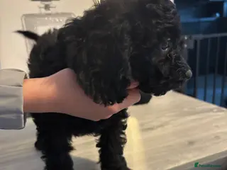 Labradoodle dogs Miniature labradoodles F1B for sale PHANTOM - Advert 5