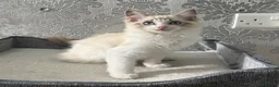 Ragdoll cats for sale: Beautiful Ragdoll Kittens - Advert 26
