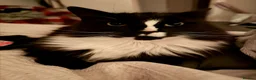 British Shorthair cats for sale: Loving home needed for a bonded brother and sister - Advert 2