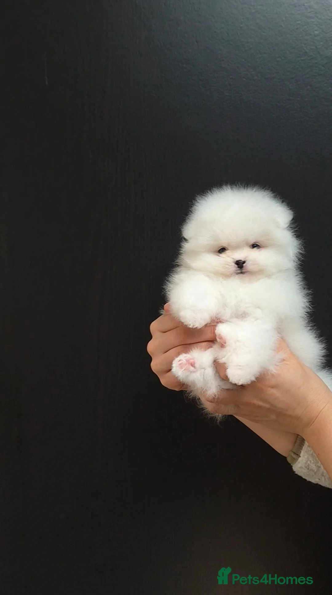 Pomeranian dogs for sale: ❗️REDUCED Stunning Teddy type KC Pomeranian Boy - Advert 1