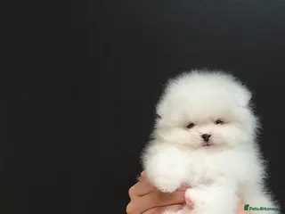 Pomeranian dogs for sale: ❗️REDUCED Stunning Teddy type KC Pomeranian Boy - Advert 2