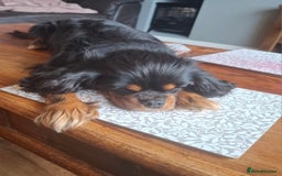 Cavalier King Charles Spaniel dogs for sale: Cuddle bug seeking home with cavalier friends - Image 3