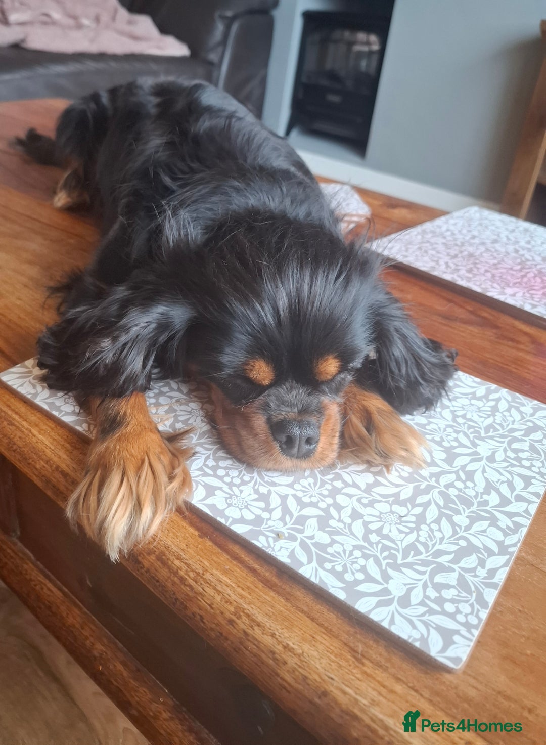 Cavalier King Charles Spaniel dogs for sale: Cuddle bug seeking home with cavalier friends - Image 3