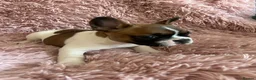 French Bulldog dogs for sale: Ready in 1 week!Stunning, true French bulldog pups - Advert 14