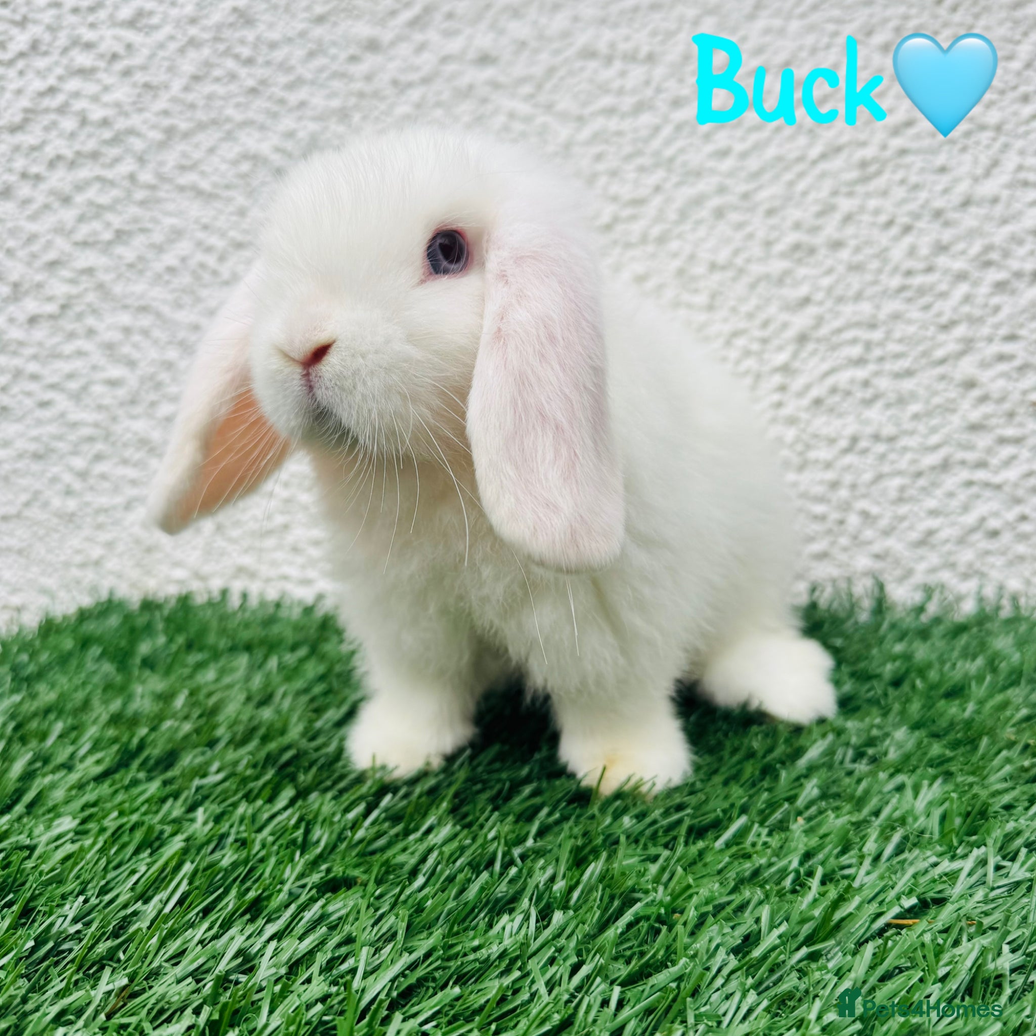 Mini Lop rabbits for sale: ✨Mini lop ready to rezerve ✨ - Advert 5