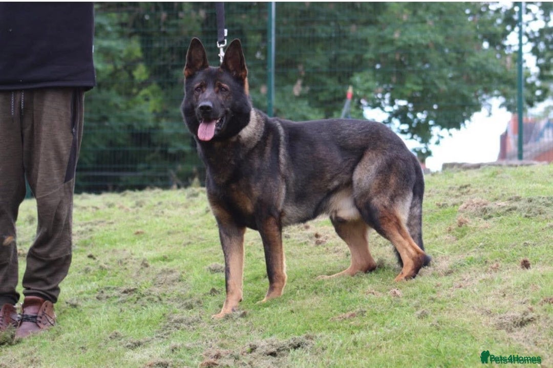 German Shepherd dogs for sale: Pedigree, Czech Line, Straight Back - Advert 7