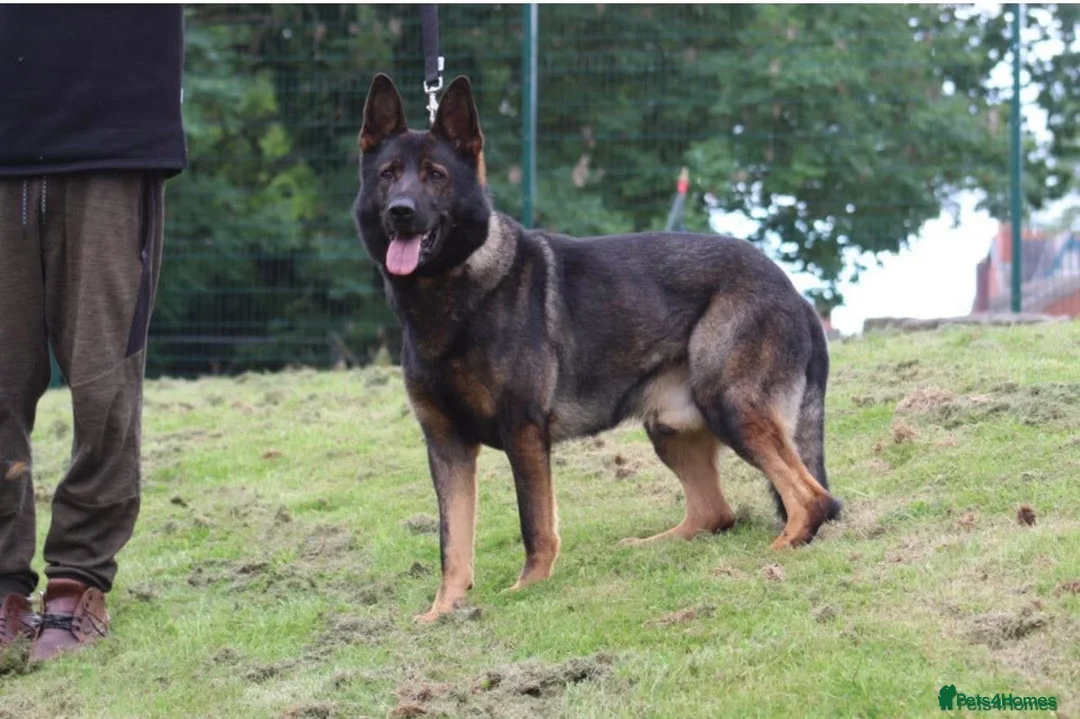 German Shepherd dogs for sale: Pedigree, Czech Line, Straight Back puppies - Advert 14