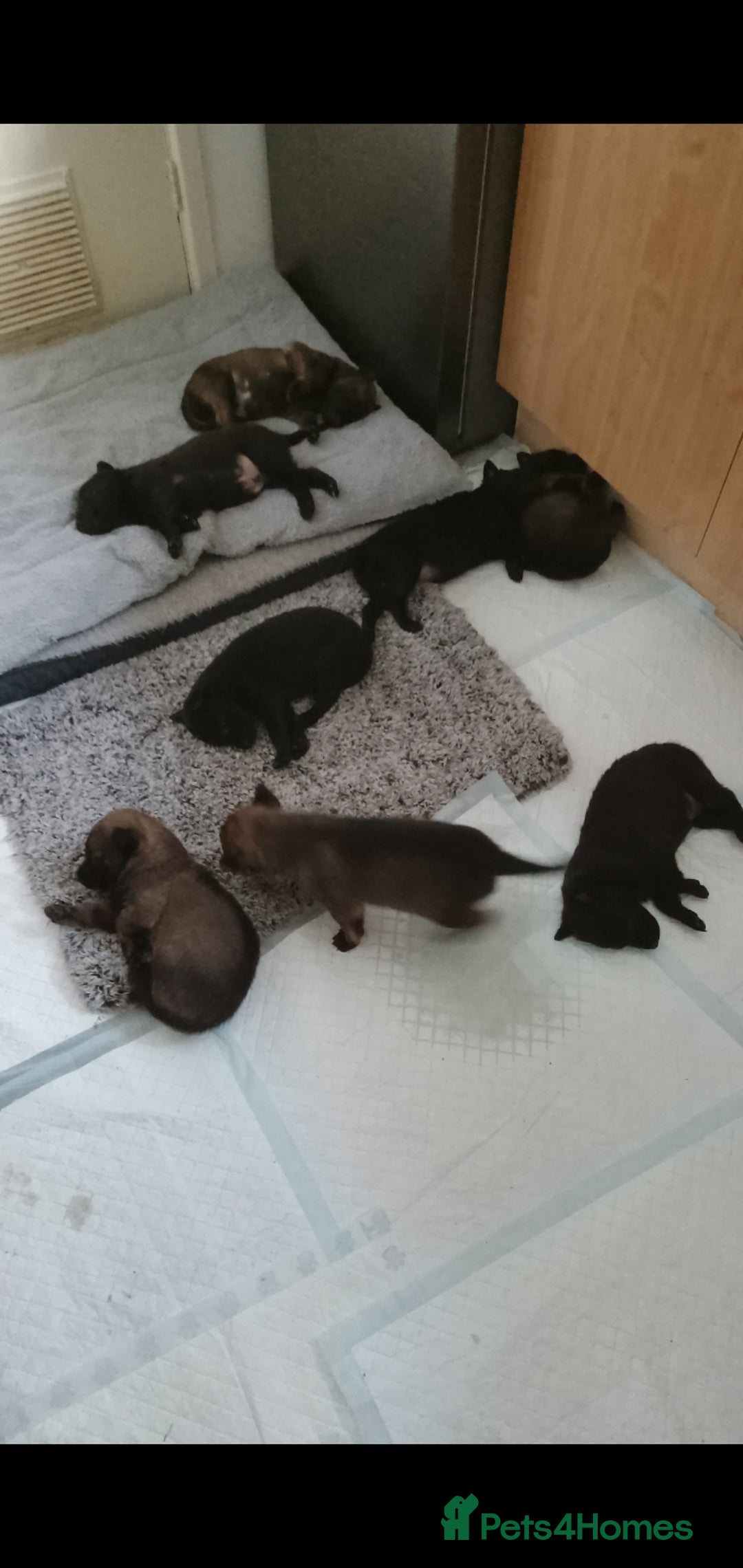 Belgian Shepherd Dog dogs for sale: Belgian malinois puppies  - Image 4