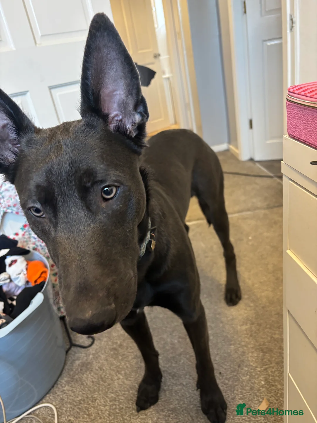 Mixed Breed dogs for sale: Blue – 1 Year Old German Shepherd x Blue Staffy - Advert 2