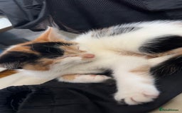 Domestic Shorthair cats for sale: semi long hair girl 9 weeks old/ price negotiable  - Image 7