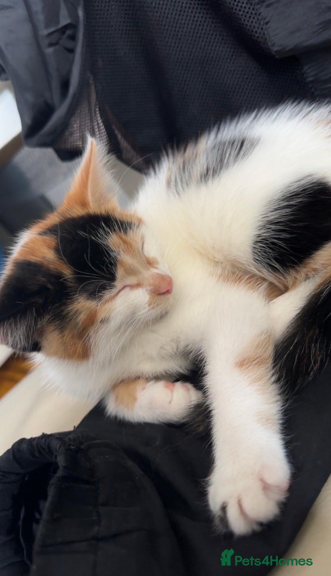 Domestic Shorthair cats for sale: semi long hair girl 9 weeks old/ price negotiable  - Image 7
