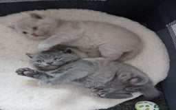 British Shorthair cats for sale: British Shorthair kittens - Image 4