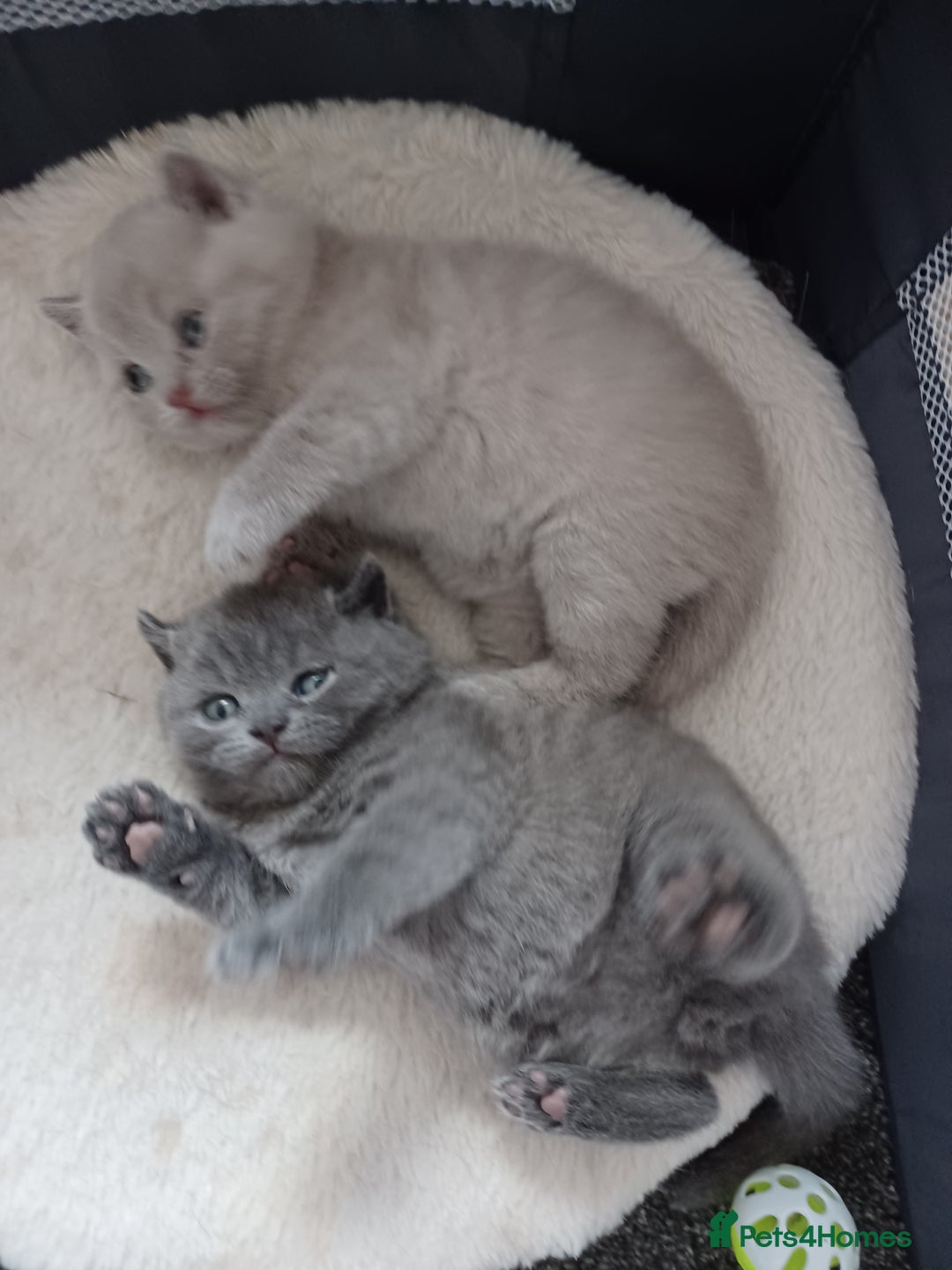 British Shorthair cats for sale: British Shorthair kittens - Image 4