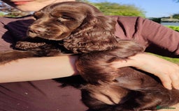 Cocker Spaniel dogs for sale: Show type cocker spaniel pups by Rosie - Image 27