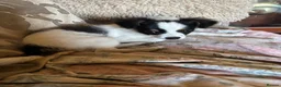 Chihuahua dogs for sale: Beautiful little boy Chihuahua  - Advert 2