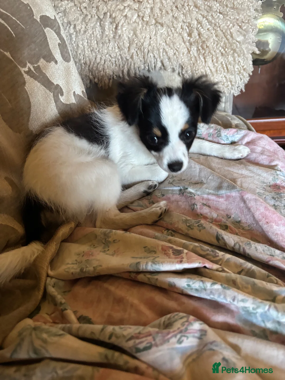 Chihuahua dogs for sale: Beautiful little boy Chihuahua  - Advert 2