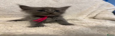 Maine Coon 1 - Girl